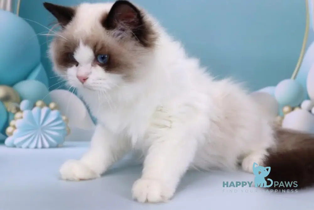 Garfield Ragdoll male black bicolour live animals