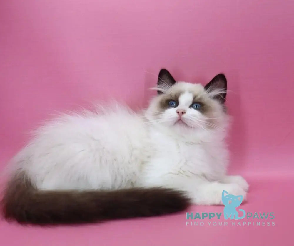 Garfield Ragdoll male black bicolour live animals