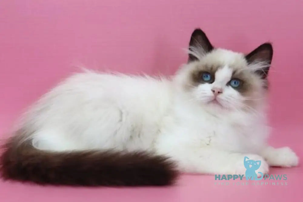 Garfield Ragdoll male black bicolour live animals