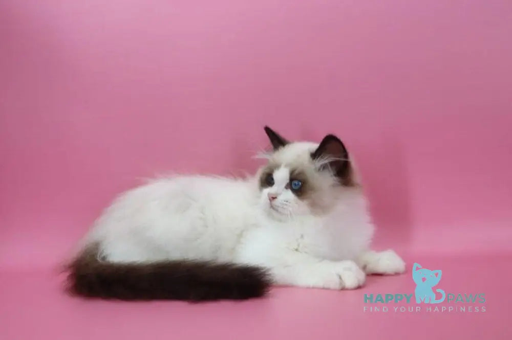 Garfield Ragdoll male black bicolour live animals