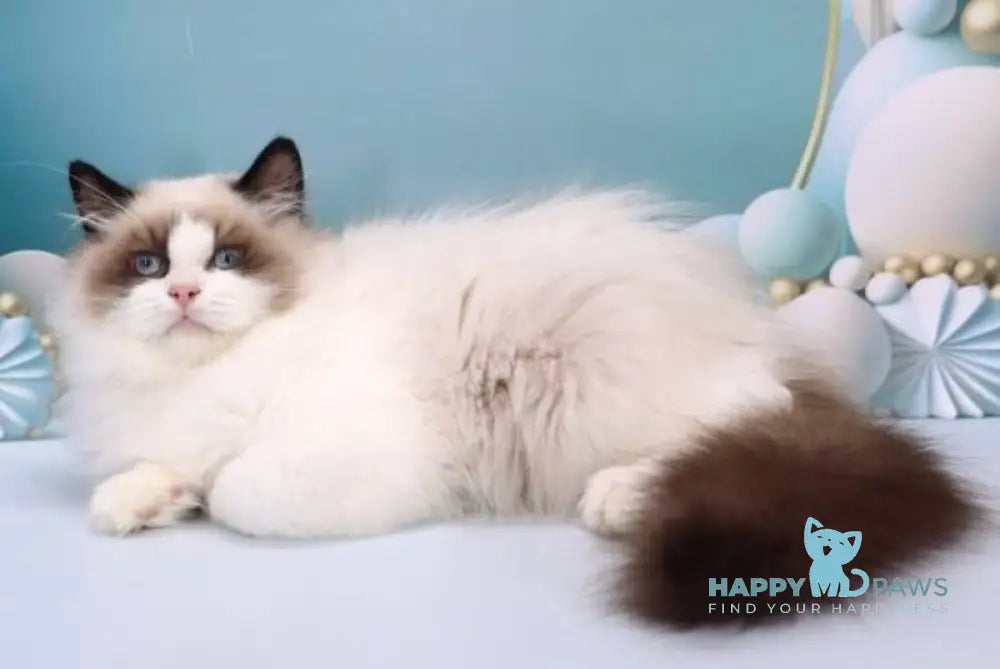 Garfield Ragdoll male black bicolour live animals