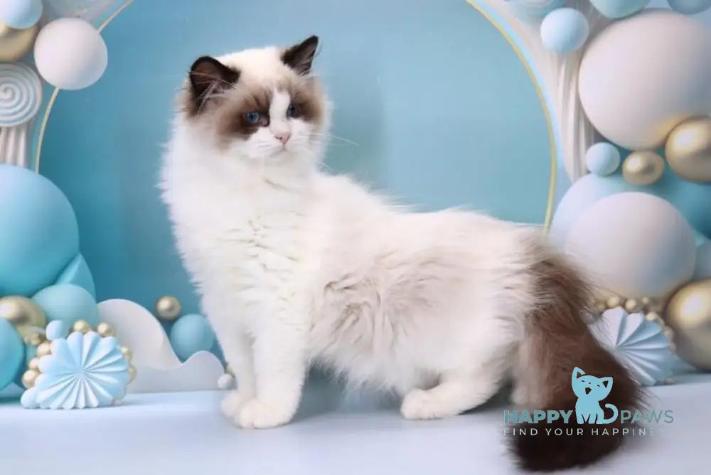 Garfield Ragdoll male black bicolour live animals