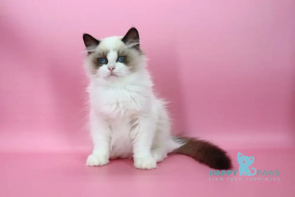 Garfield Ragdoll male black bicolour live animals