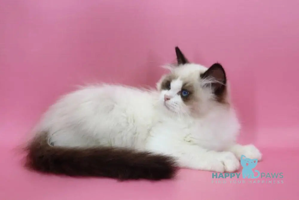 Garfield Ragdoll male black bicolour live animals