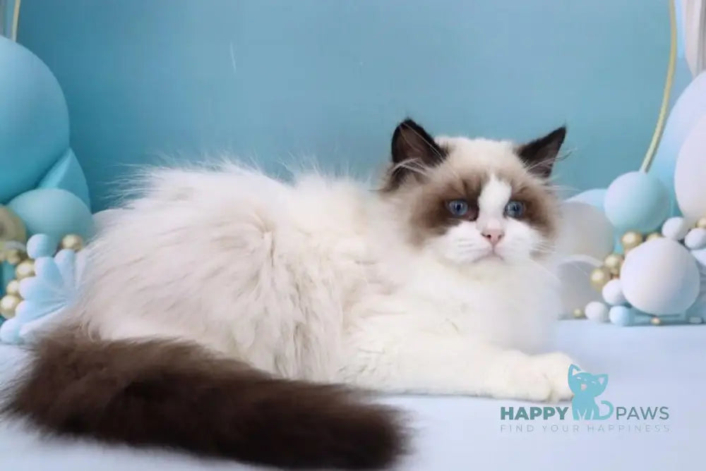 Garfield Ragdoll male black bicolour live animals