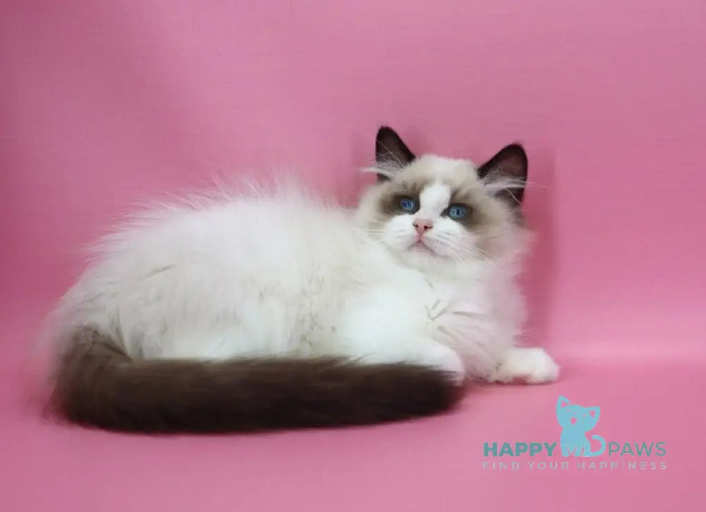 Garfield Ragdoll male black bicolour live animals