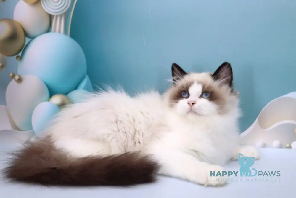 Garfield Ragdoll male black bicolour live animals