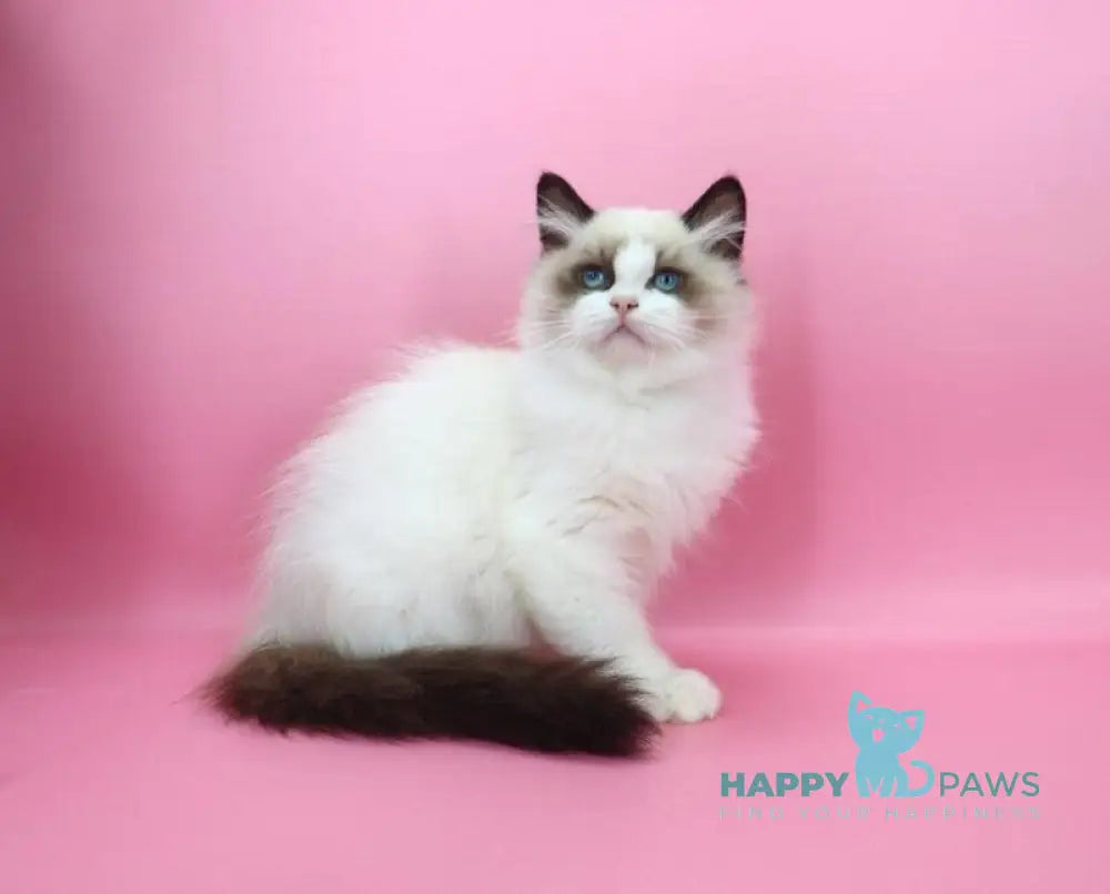 Garfield Ragdoll male black bicolour live animals
