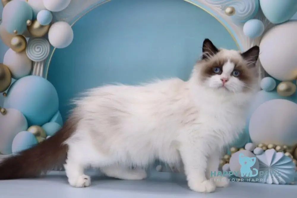 Garfield Ragdoll male black bicolour live animals