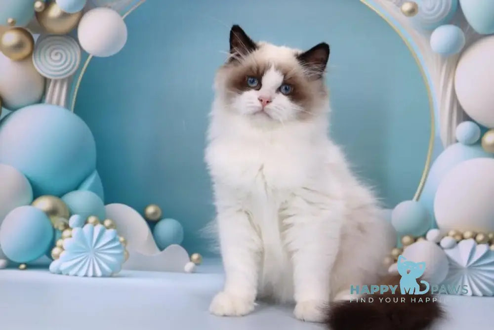 Garfield Ragdoll male black bicolour live animals