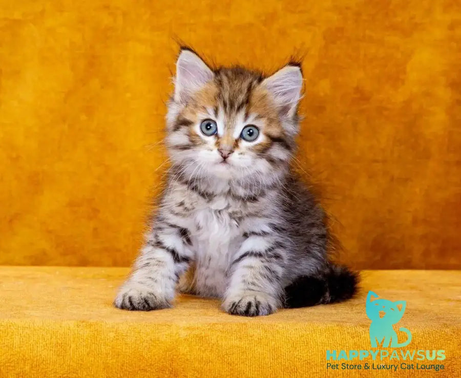 Garfield Siberian male black spotted tabby - live animals