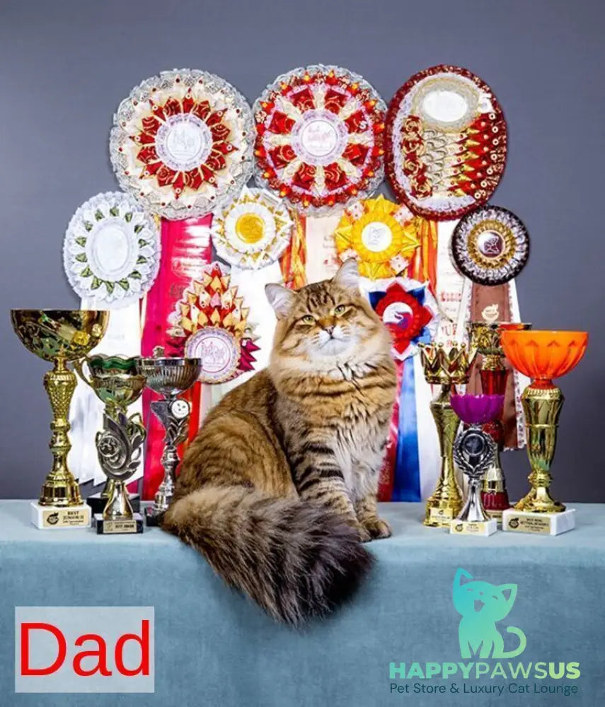 Garfield Siberian male black spotted tabby - live animals