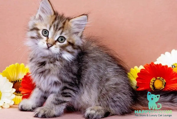 Garfield Siberian male black spotted tabby - live animals