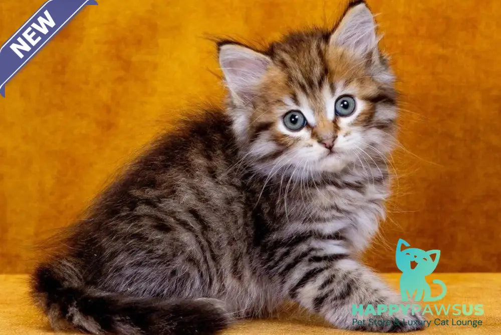 Garfield Siberian male black spotted tabby - live animals