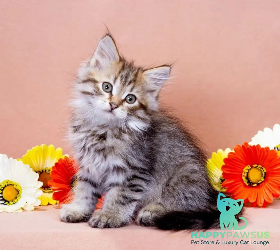 Garfield Siberian male black spotted tabby - live animals