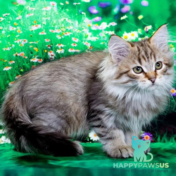 Garfield Siberian male black spotted tabby - live animals