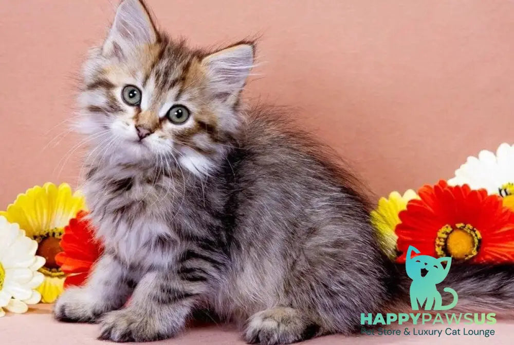 Garfield Siberian male black spotted tabby - live animals