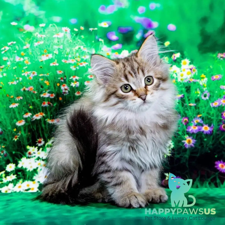 Garfield Siberian male black spotted tabby - live animals