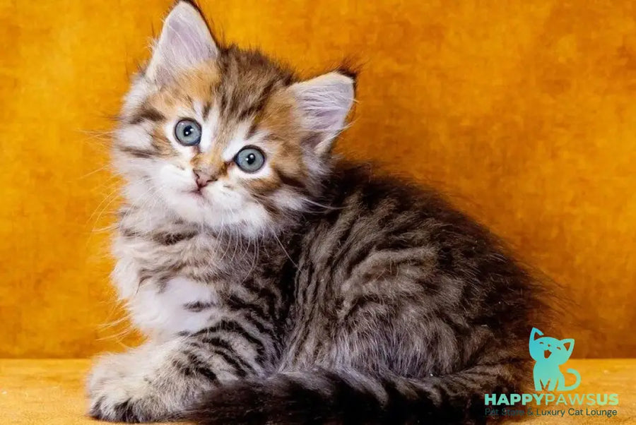 Garfield Siberian male black spotted tabby - live animals