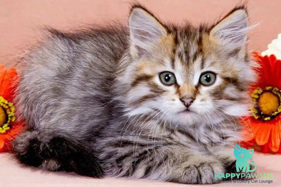 Garfield Siberian male black spotted tabby - live animals