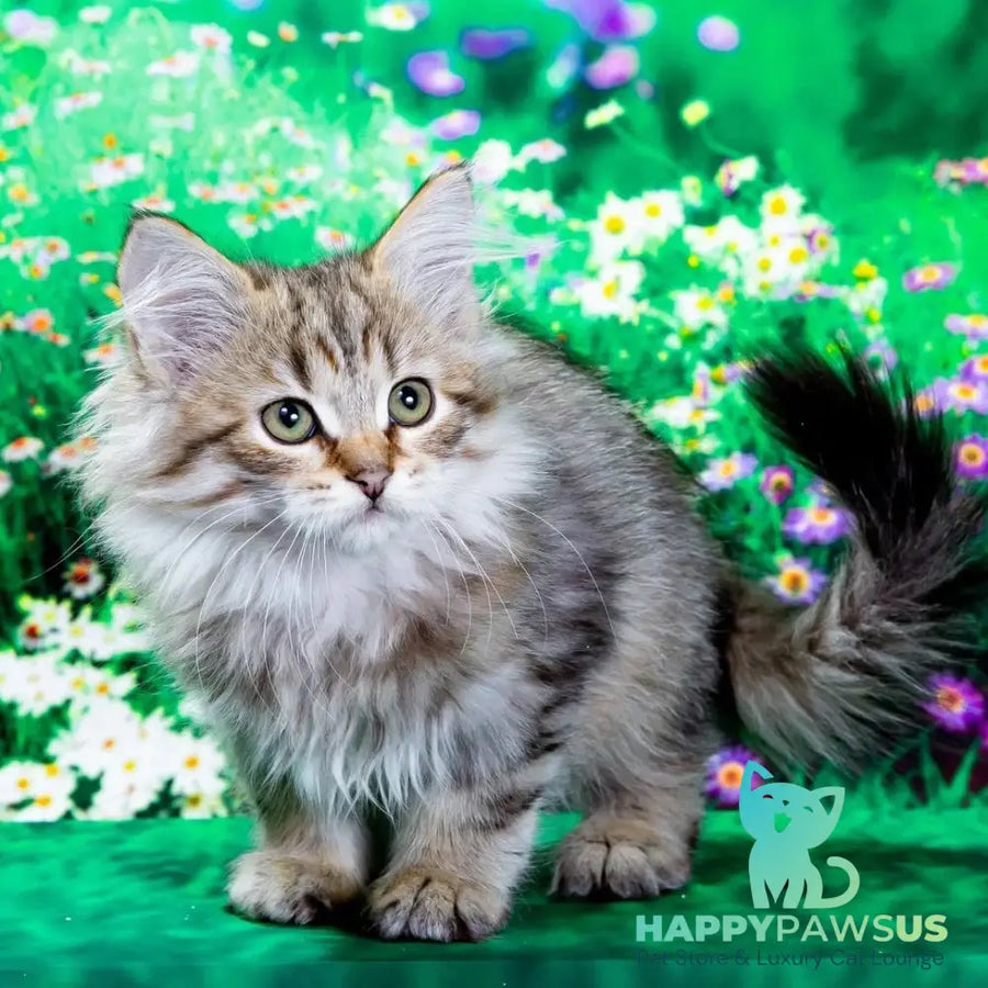 Garfield Siberian male black spotted tabby - live animals