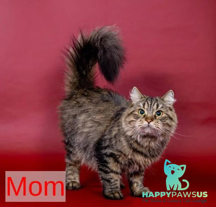 Garfield Siberian male black spotted tabby - live animals