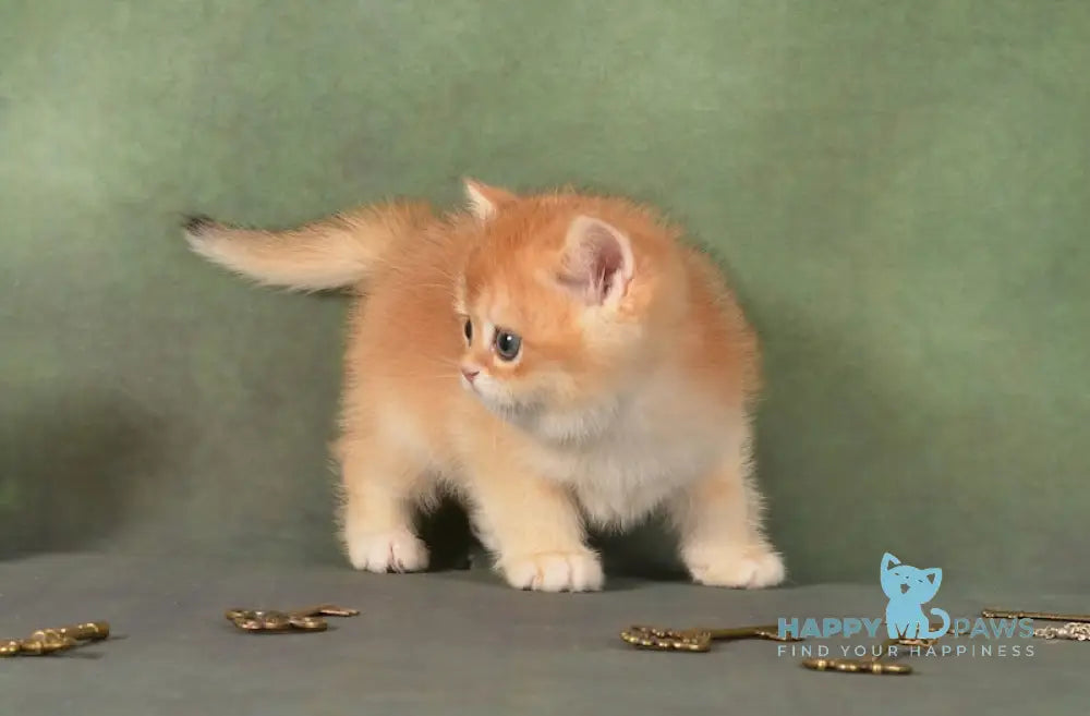 Garfild British Shorthair male black golden chinchilla live animals