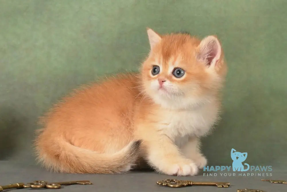 Garfild British Shorthair male black golden chinchilla live animals