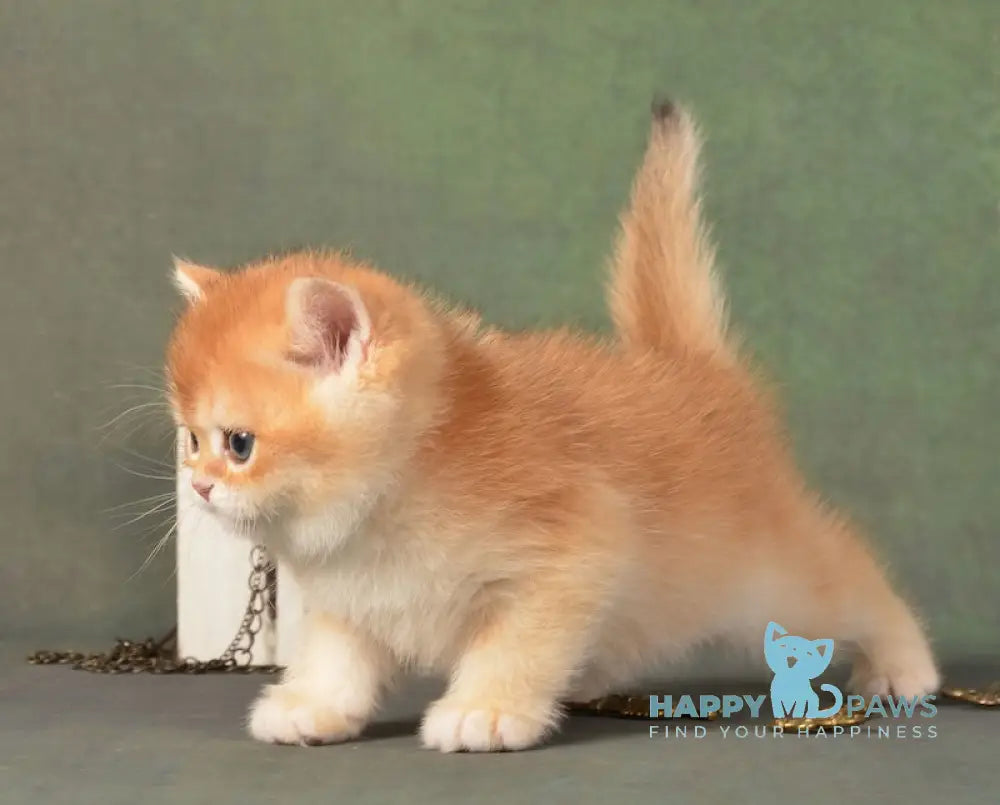 Garfild British Shorthair male black golden chinchilla live animals