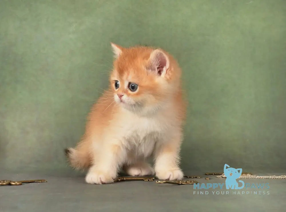 Garfild British Shorthair male black golden chinchilla live animals