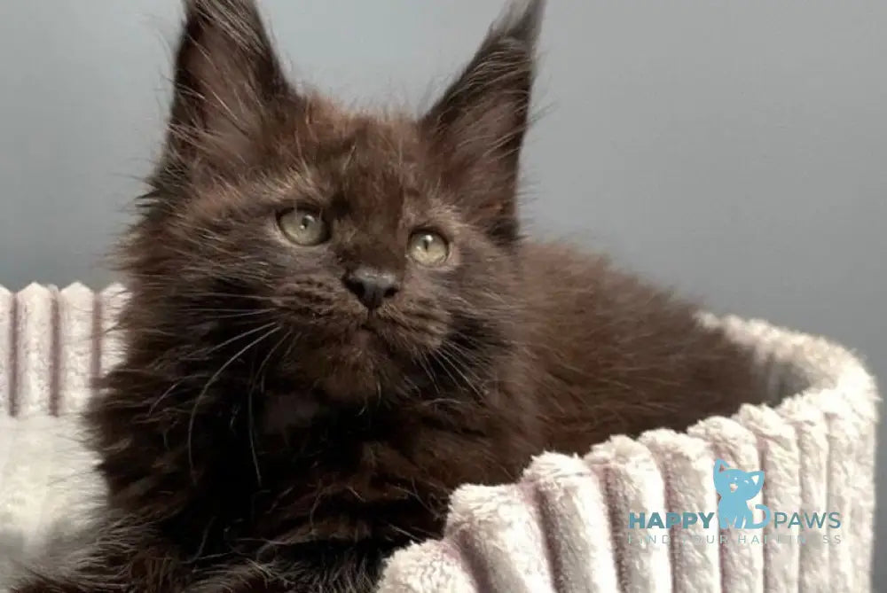 Garfild Maine Coon male black live animals