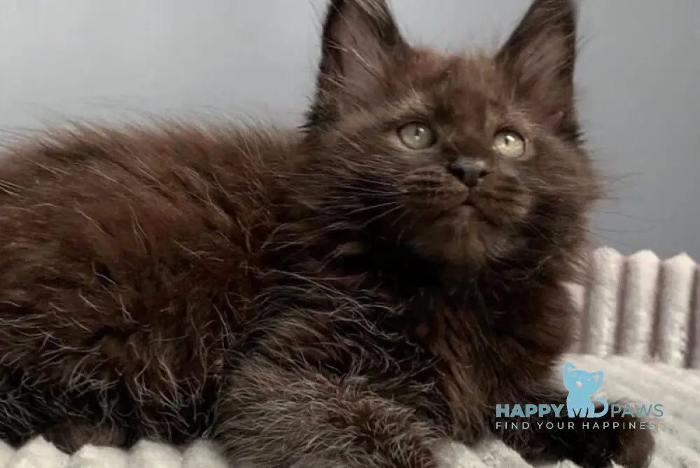 Garfild Maine Coon male black live animals