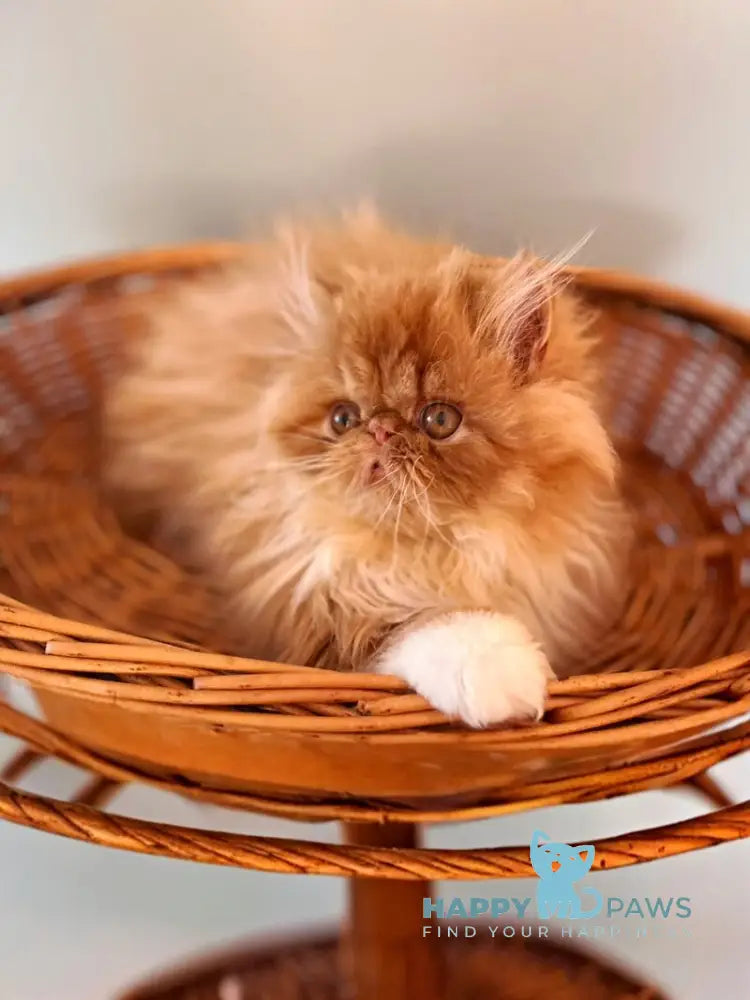 Garfild Persian male red bicolour live animals