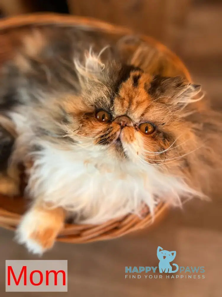 Garfild Persian male red bicolour live animals