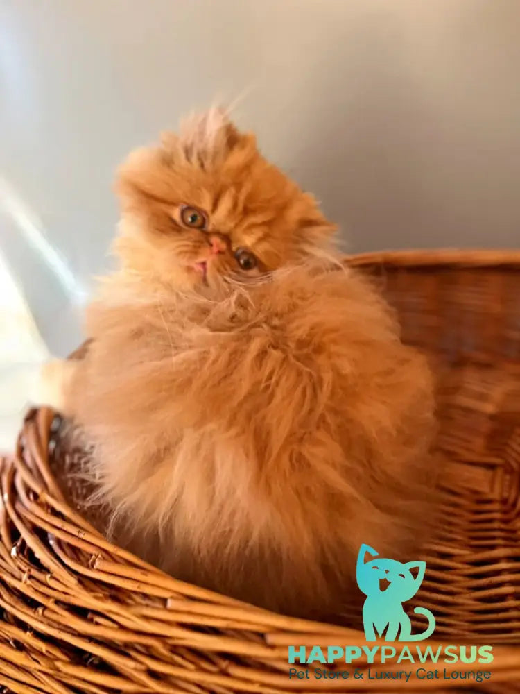 Garfild Persian male red bicolour live animals