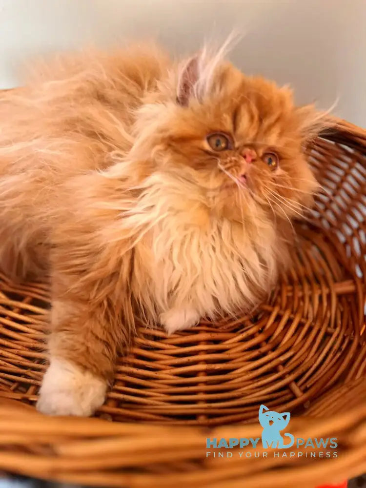 Garfild Persian male red bicolour live animals