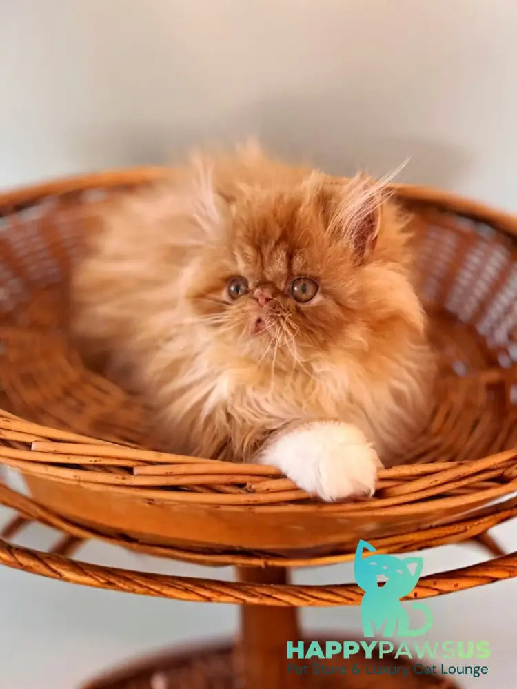 Garfild Persian male red bicolour live animals