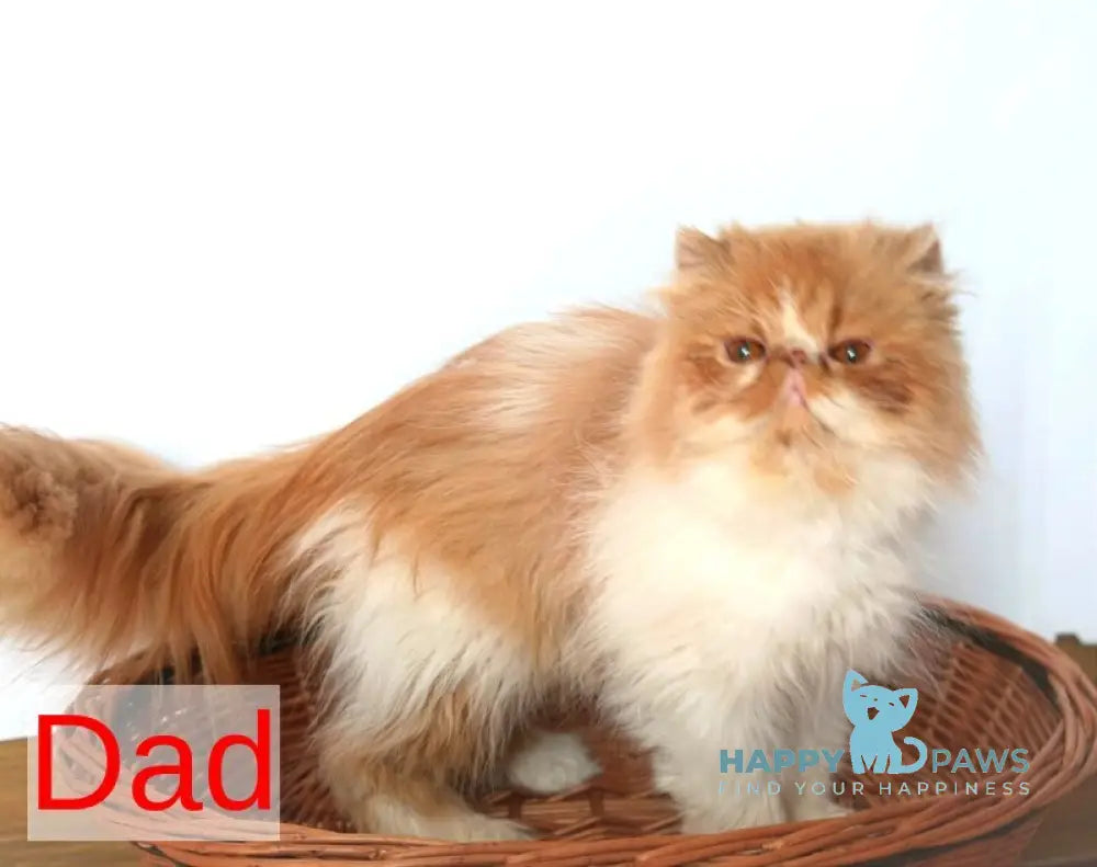 Garfild Persian male red bicolour live animals