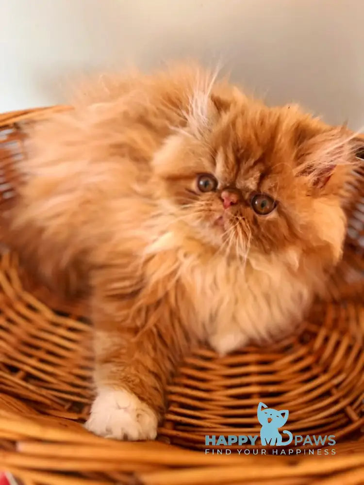 Garfild Persian male red bicolour live animals