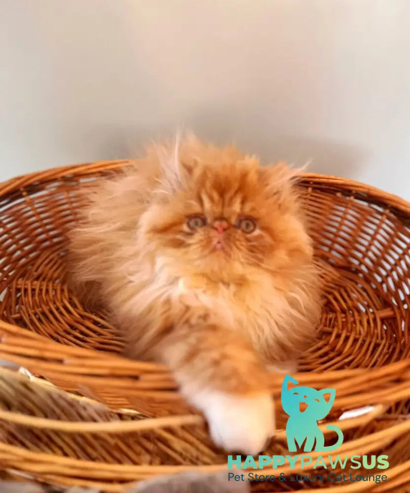 Garfild Persian male red bicolour live animals