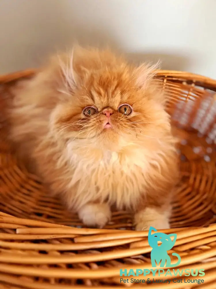 Garfild Persian male red bicolour live animals
