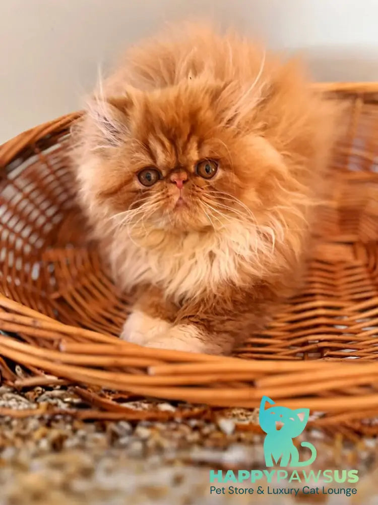 Garfild Persian male red bicolour live animals
