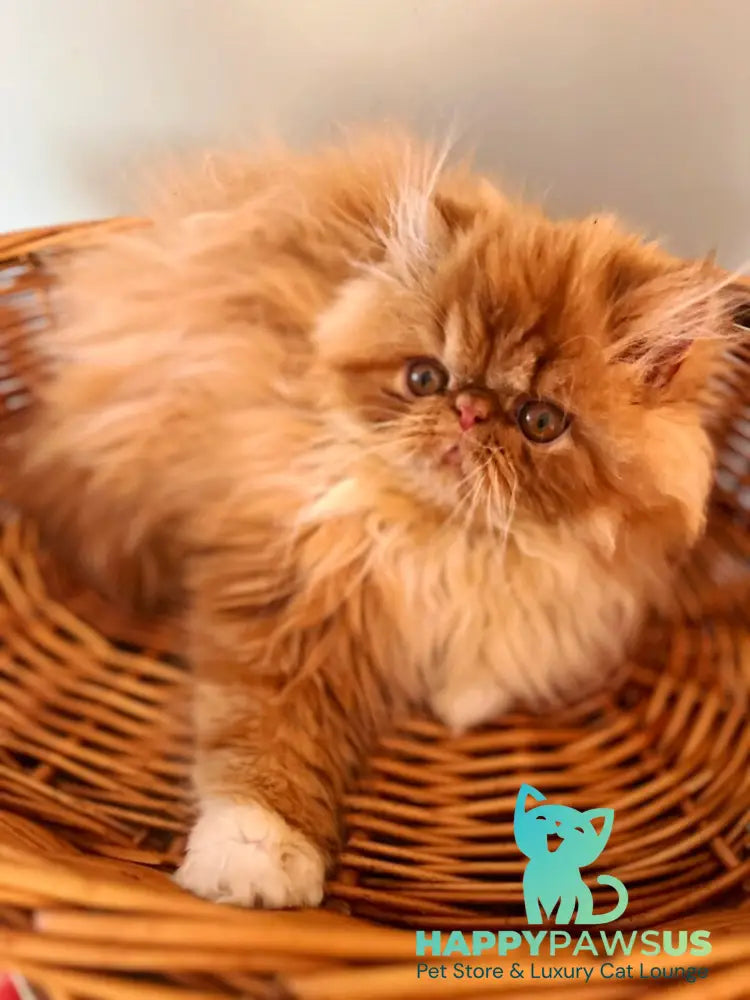 Garfild Persian male red bicolour live animals