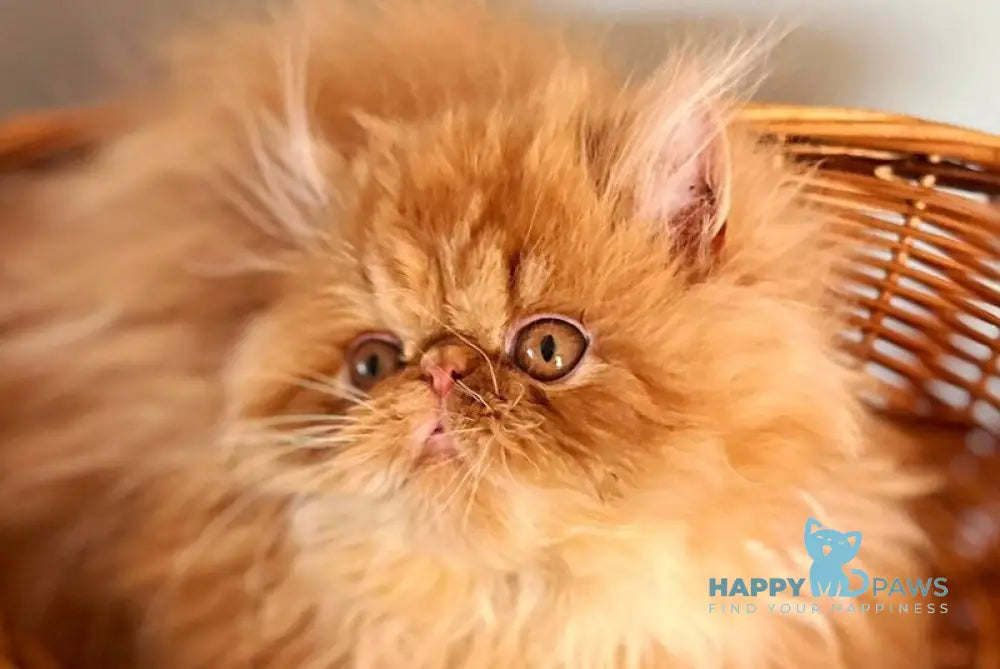 Garfild Persian male red bicolour live animals