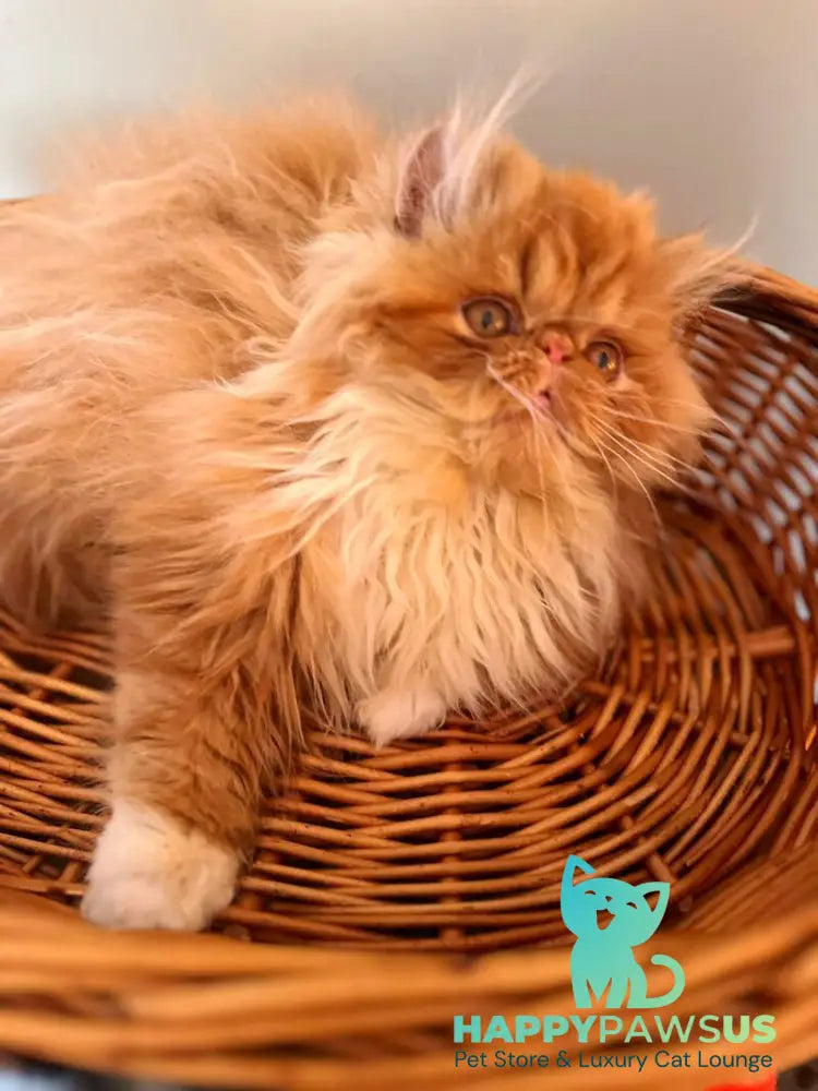Garfild Persian male red bicolour live animals