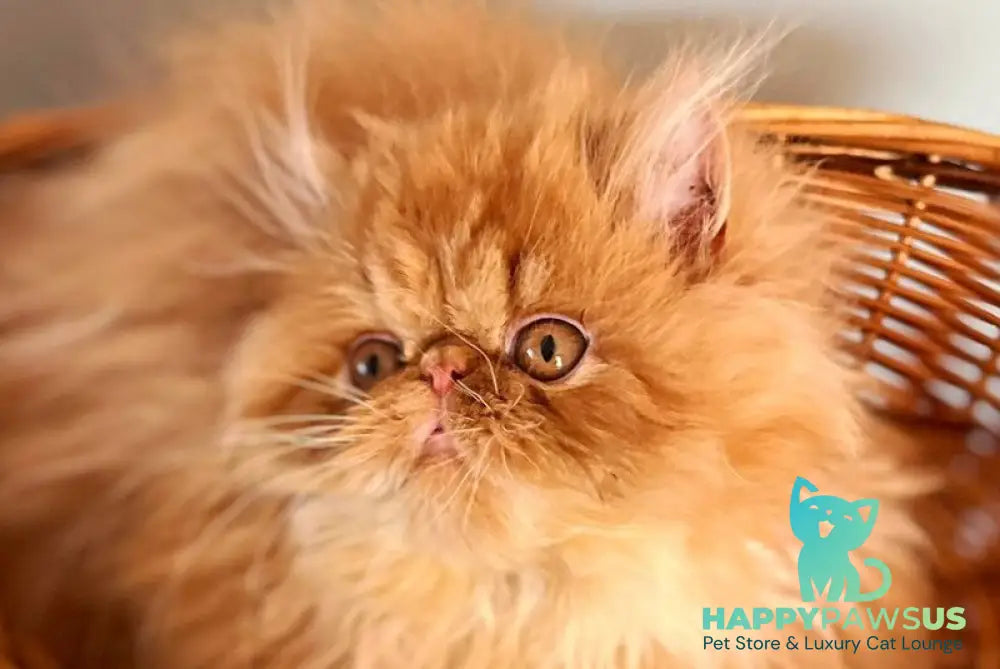 Garfild Persian male red bicolour live animals