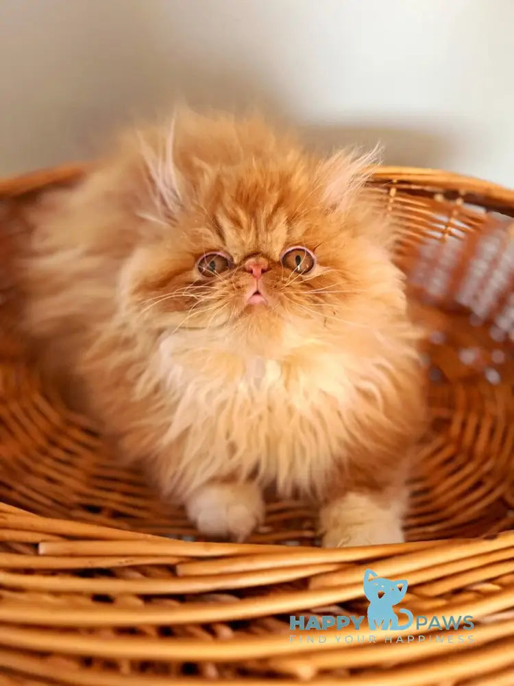 Garfild Persian male red bicolour live animals