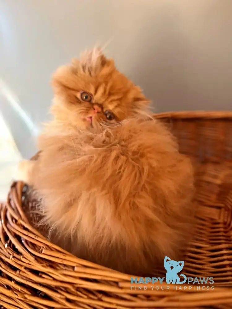 Garfild Persian male red bicolour live animals