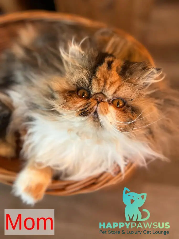 Garfild Persian male red bicolour live animals