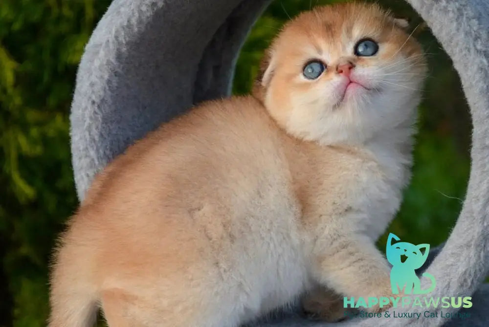 Garfild Scottish Fold male black golden shaded - live animals